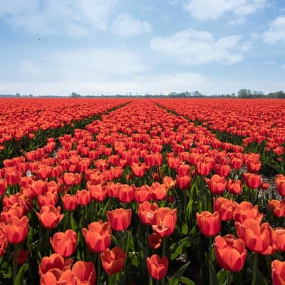 Amsterdam TulipFields of Holland Tour 4