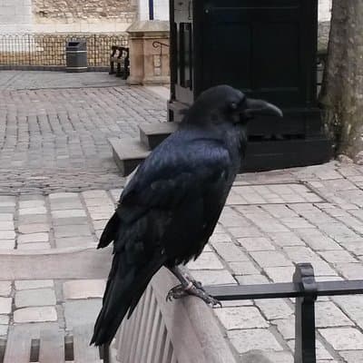 Tower of London and Tower Bridge Private Tour 2