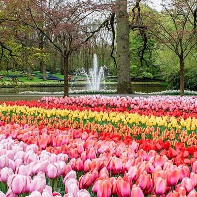 Private Skip-The-Line Keukenhof & Tulip Field Tour from Amsterdam 3