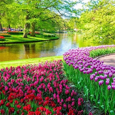 Private Skip-The-Line Keukenhof & Tulip Field Tour from Amsterdam 4