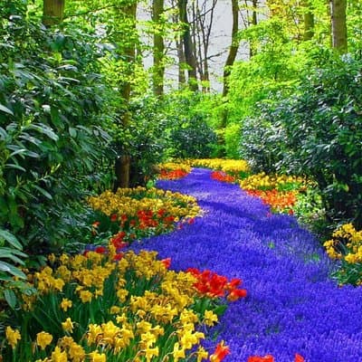 Private Skip-The-Line Keukenhof & Tulip Field Tour from Amsterdam 5