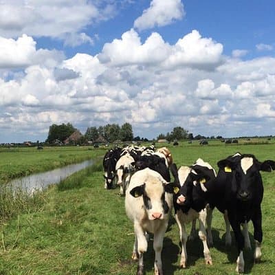 Amsterdam's Countryside Half-Day Bike Tour in Small Group