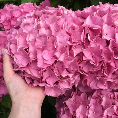 Full-Day Private Guided Countryside Tour from Amsterdam by Bike 5