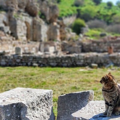 All Inclusive Private Ephesus Day Trip from Istanbul by Plane 5