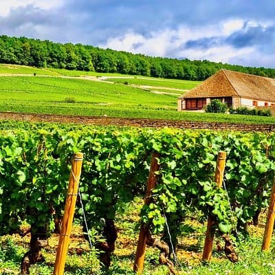 Exquisite Wines Tasting Chateau Pommard, Chablis Small-Group Trip 3