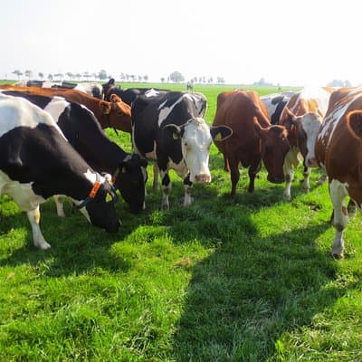 Countryside of Amsterdam Private tour 3