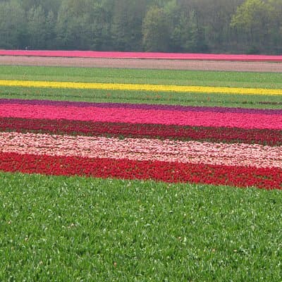 Countryside of Amsterdam Private tour 4