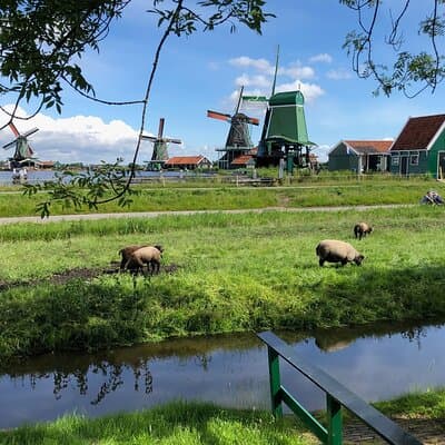 Zaanse Schans Windmills and Volendam Small-Group Tour from Amsterdam 2