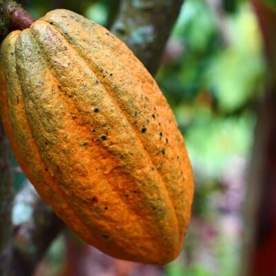 Private Dark Chocolate Tasting Tour in Paris 3