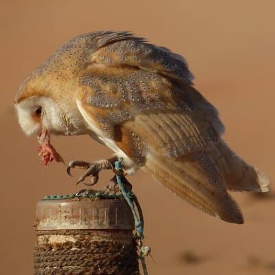 Small-Group Tour: Falcon 2—Dubai Falconry Safari 3