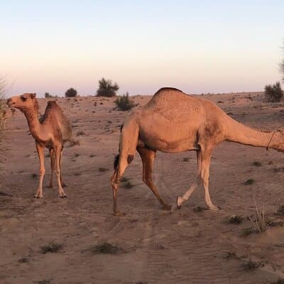 Small-Group Tour: Falcon 2—Dubai Falconry Safari 5