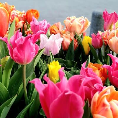 Private Family Walking Tour in Amsterdam