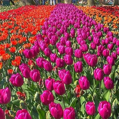 Private Day Trip to Keukenhof Gardens with Entrance Tickets 4