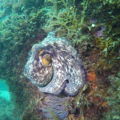 Snorkeling - Marine Park Discovery 5