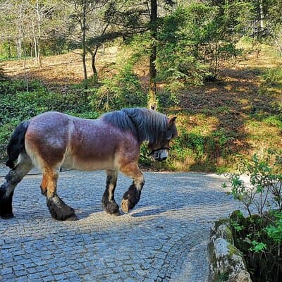 Sintra Tour with Pena Palace, Moorish Castle and Regaleira - Private 3
