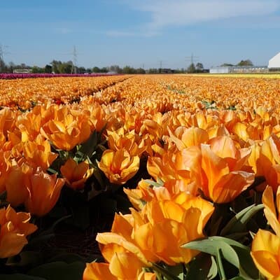 Amsterdam TulipFields of Holland Tour 2