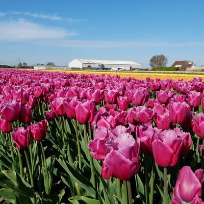 Amsterdam TulipFields of Holland Tour 5