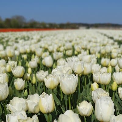Amsterdam TulipFields of Holland Tour 3
