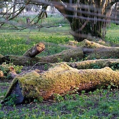 Prehistoric Britain: Ancient Caves, Stonehenge & Haunted Forest 4