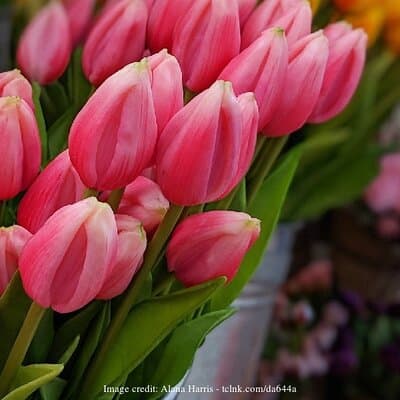 Dutch Golden Age: Private Tour of Amsterdam & Rembrandt's House 3