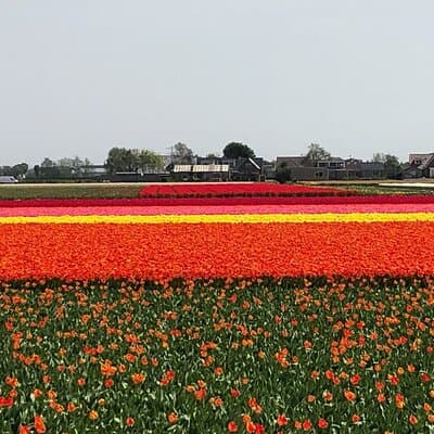Keukenhof, Tulip Farm, Flower Fields & Zaanse Schans Windmills 5