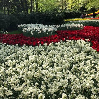 Keukenhof, Tulip Farm, Flower Fields & Zaanse Schans Windmills