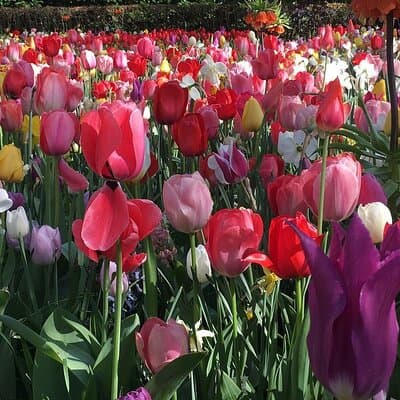 Half Day Keukenhof Tulip Paradise Trip from Amsterdam