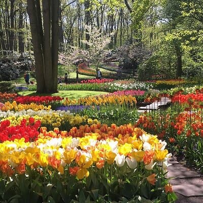 Half Day Keukenhof Tulip Paradise Trip from Amsterdam 2