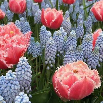 Half Day Keukenhof Tulip Paradise Trip from Amsterdam 3