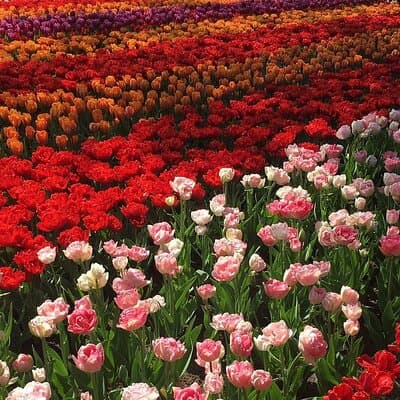 Half Day Keukenhof Tulip Paradise Trip from Amsterdam 5