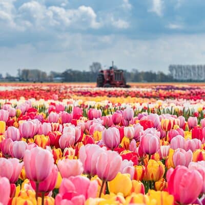 Keukenhof Gardens and Tulips Private Tour from Amsterdam 2