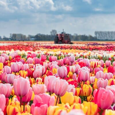 Private Keukenhof Gardens and Tulip Fields Tour from Amsterdam