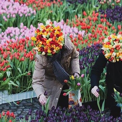 Full-Day Trip From Amsterdam to Keukenhof, Zaanse Schans + Cruise 4