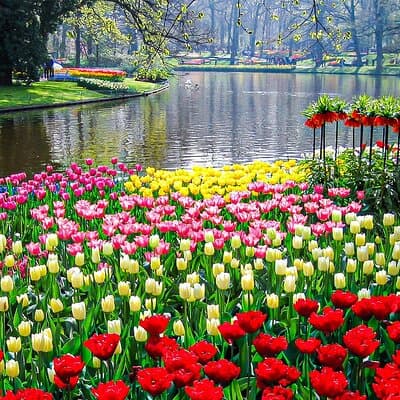 Private Flower Tour to the Keukenhof 5