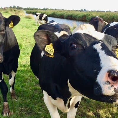 E-bike Tour with Picnic in the Amsterdam Wetlands small group 3