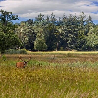 Kröller Müller Museum( Van Gogh Special) & Veluwe National Park 2