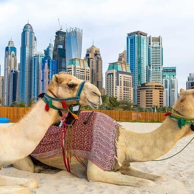 Exclusive Guided Dubai City Sightseeing Tour(Half Day) 5