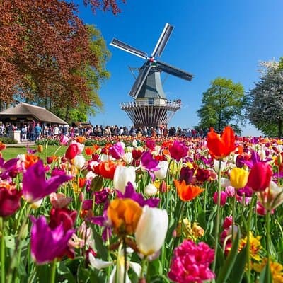 Amsterdam: Day trip to Tulip Farm, Keukenhof + Windmill Cruise 2