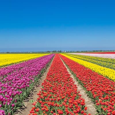Day Trip to Famous Tulip Route in Noordoostpolder From Amsterdam