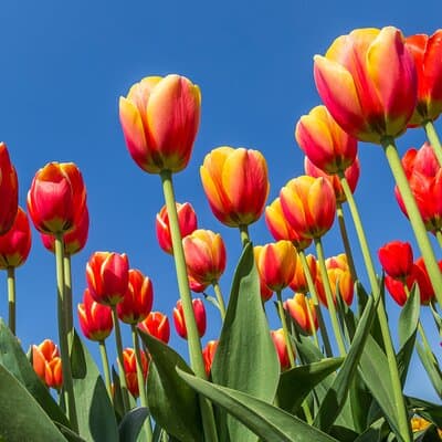 Day Trip to Famous Tulip Route in Noordoostpolder From Amsterdam 2