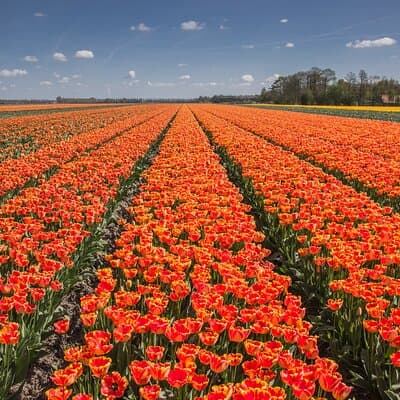 Day Trip to Famous Tulip Route in Noordoostpolder From Amsterdam 3