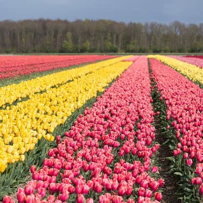 Day Trip to Famous Tulip Route in Noordoostpolder From Amsterdam 4