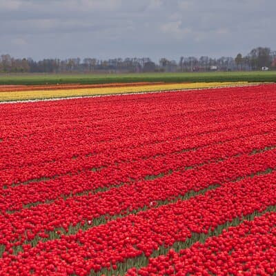 Day Trip to Famous Tulip Route in Noordoostpolder From Amsterdam 5
