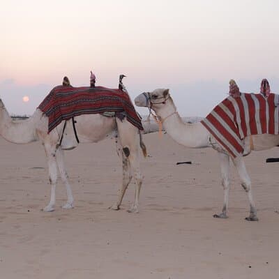 Premium PVT Desert Safari Experience 5