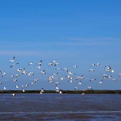 Lisbon : Boat Tour - Bird Observation in the Tejo Nature Reserve 3