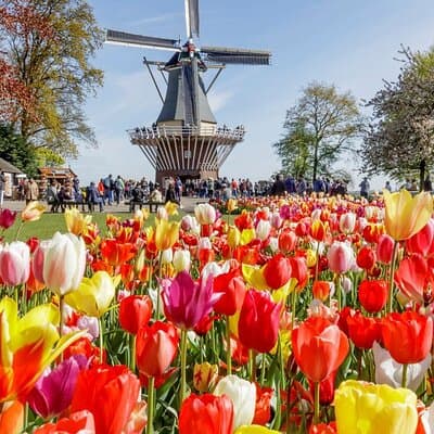 Private Tour Tulip Gardens (Keukenhof) and Dutch highlights 2