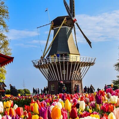 Private Tour Keukenhof Gardens + Tulperij Tulip Experience