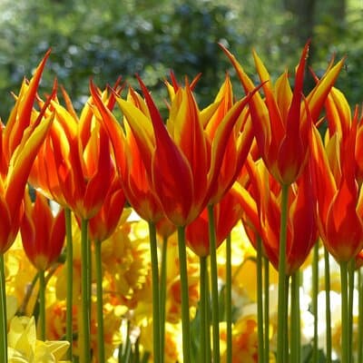 Private Tour Keukenhof Gardens + Tulperij Tulip Experience 3