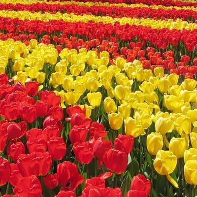 Private Tour Keukenhof Gardens + Tulperij Tulip Experience 4