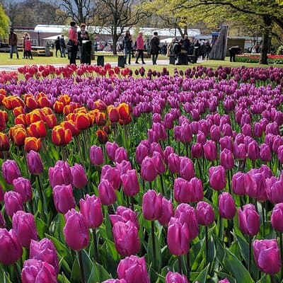 Private Tour Keukenhof Gardens + Tulperij Tulip Experience 5